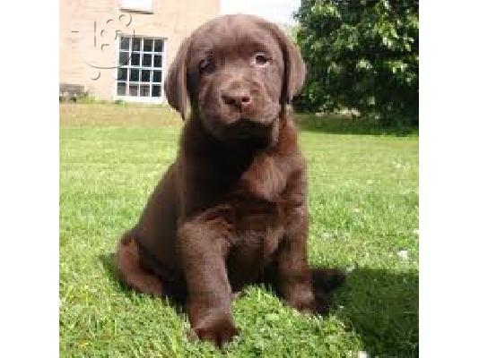 PoulaTo: πωλειται labrador